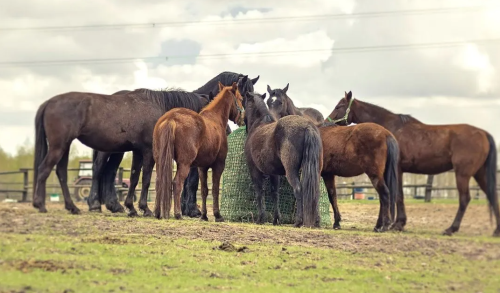 Pancerna siatka na siano na bele 120-150cm PREMIUM dla kucy i koni na diecie