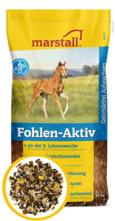 fohlen--aktivelight.webp
