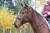 8.9010.2105-EDIX-bridle-ED1-Rose-IMG_7419-800x533.webp