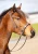 8.9205.21-EDIX-ED2-Brightstar-sidepull-bridle-0F4A0464.webp