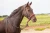 8.9500.21-EDIX-bridle-ED3-Rose-IMG_3521.webp