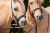 8.9670.73-EDIX-Alano-braided-bosal-IMG_3141.webp