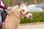 8.9404.20-EDIX-ED4-bridle-Rose-collection-IMG_9343.webp