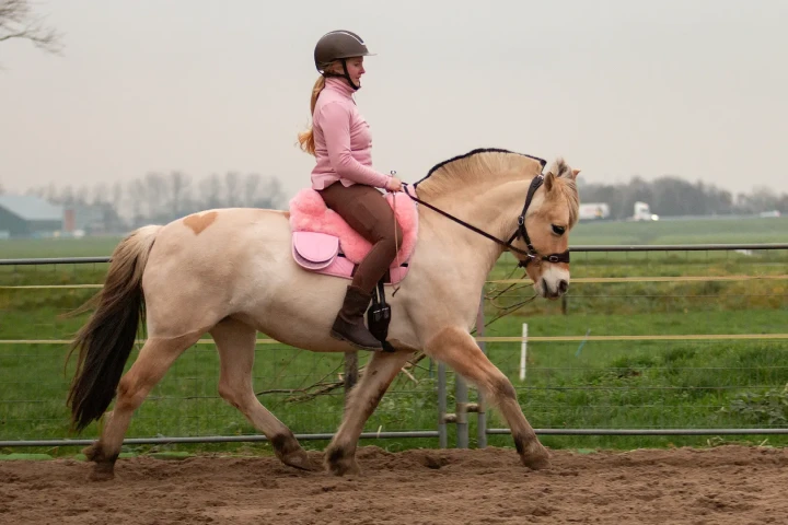 8.8553.82-EDIX-Halo-hackamore-IMG_8671 (1).webp