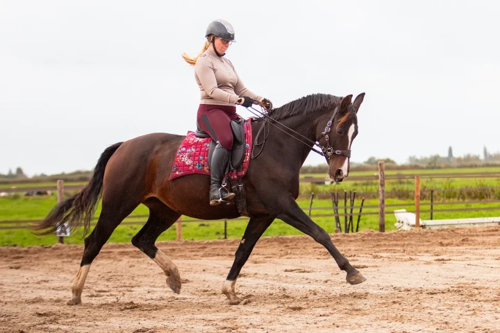 8.8555.82-EDIX-Halo-Pro-hackamore-IMG_6241 (1).webp