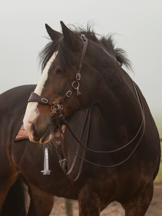 8.8555.82-EDIX-Halo-Pro-hackamore-IMG_0155 (1).webp