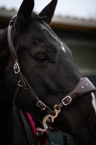 DSC_2582-1-scaled (1).webp