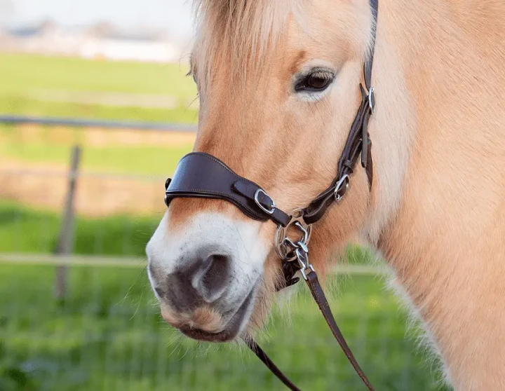 IMG_7328-e1736603860703 (1).webp