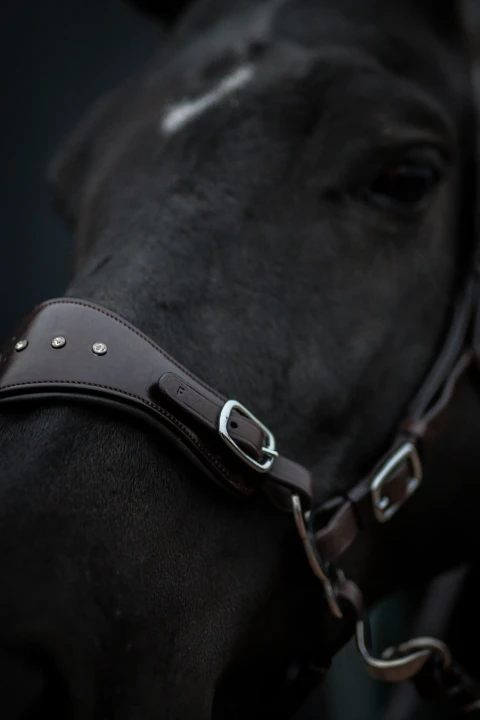 DSC_2558-1-scaled (1).webp