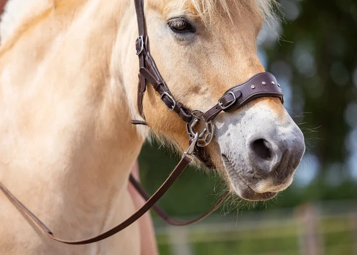 8.8654.14-EDIX-Adore-nosepart-0F4A1786 (1).webp