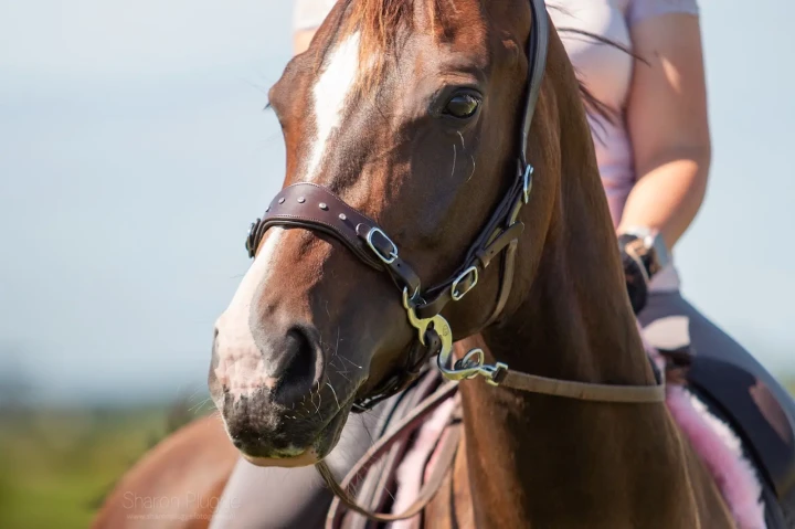 Afbeelding-van-WhatsApp-op-2024-08-10-om-19.25.15_481b4d8c (1).webp