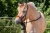 8.7925.025-EDIX-Calif-horsehair-mecate-IMG_3124.webp