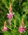 Sainfoin-1-416x520.jpg
